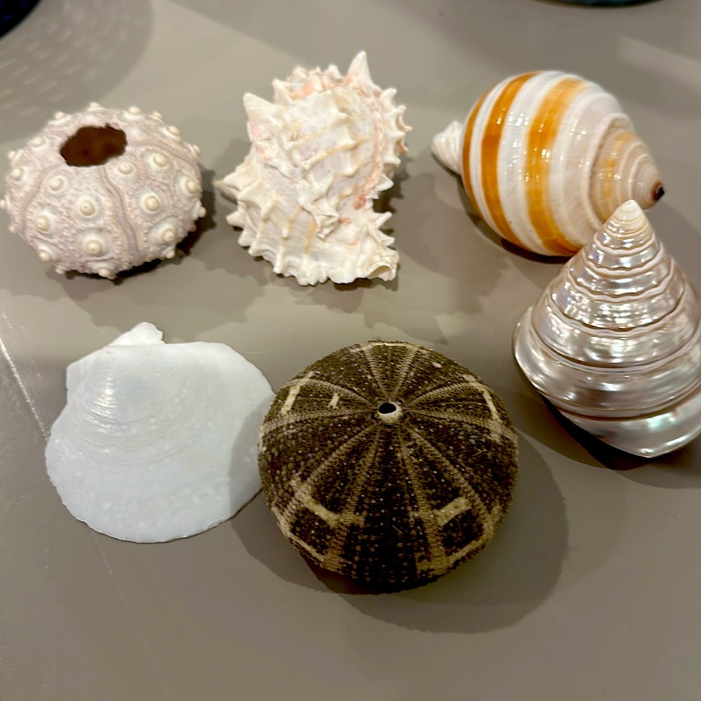 Decorative Seashells - Picture 5 of 11